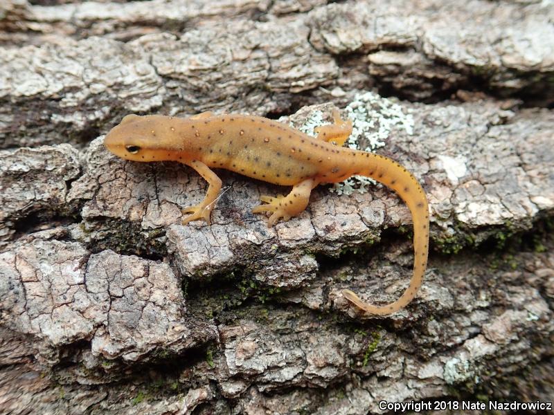 Central Newt (Notophthalmus viridescens louisianensis)