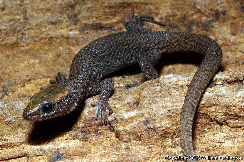 Sierra Night Lizard (Xantusia sierrae)