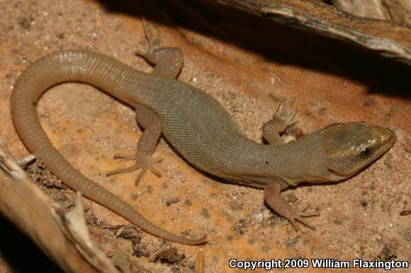 Wiggins's Desert Night Lizard (Xantusia wigginsi)