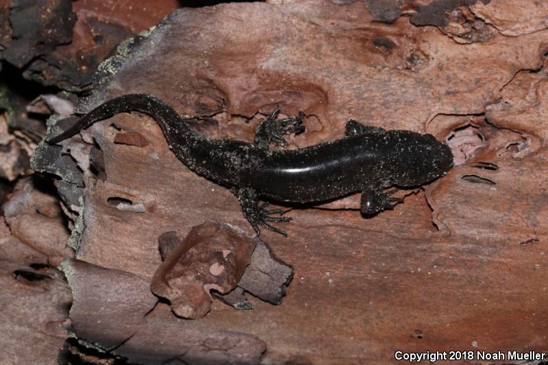 Mole Salamander (Ambystoma talpoideum)