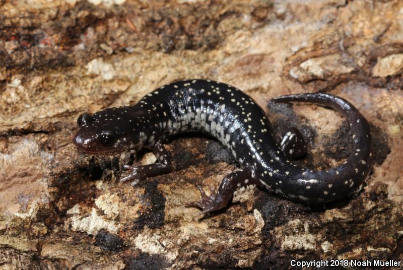 Southeastern Slimy Salamander (Plethodon grobmani)