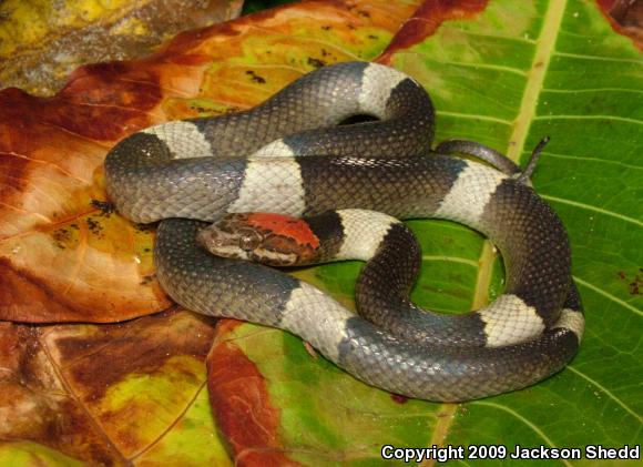 False Cat-eyed Snake (Pseudoleptodeira latifasciata)