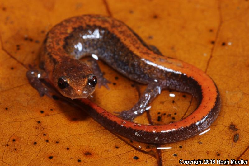 Webster's Salamander (Plethodon websteri)