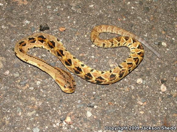 Northwestern Middle American Rattlesnake (Crotalus simus culminatus)