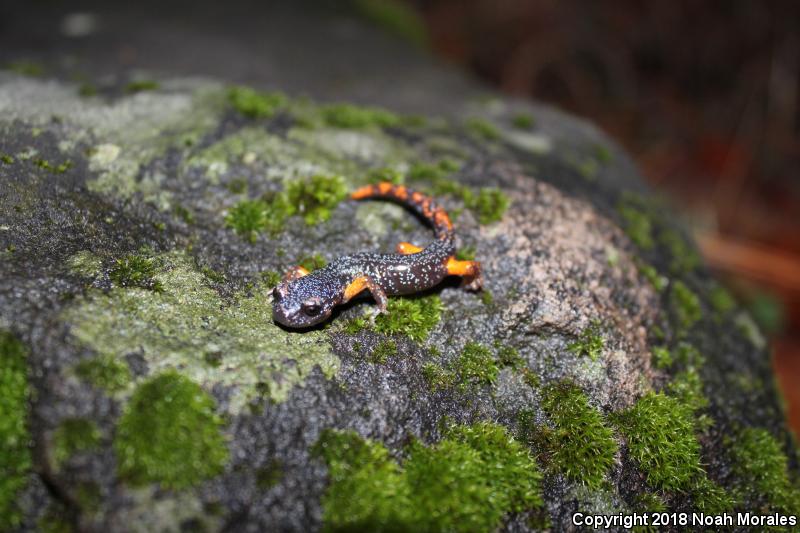 Sierra Nevada Ensatina (Ensatina eschscholtzii platensis)