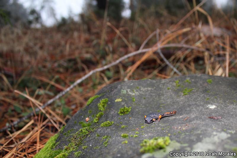 Sierra Nevada Ensatina (Ensatina eschscholtzii platensis)