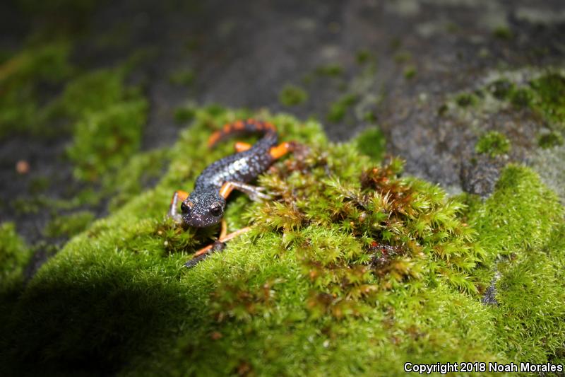 Sierra Nevada Ensatina (Ensatina eschscholtzii platensis)