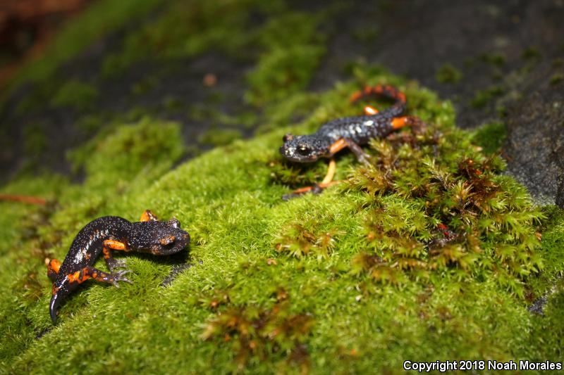 Sierra Nevada Ensatina (Ensatina eschscholtzii platensis)