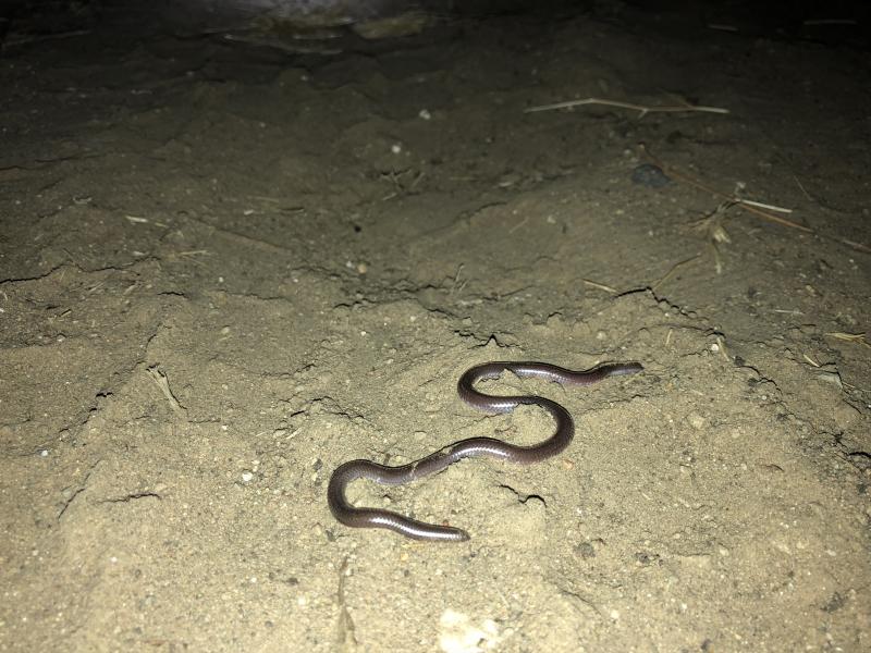 SouthWestern Threadsnake (Leptotyphlops humilis humilis)