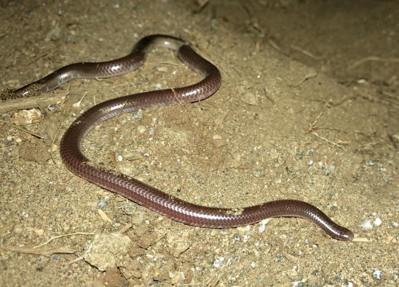 SouthWestern Threadsnake (Leptotyphlops humilis humilis)