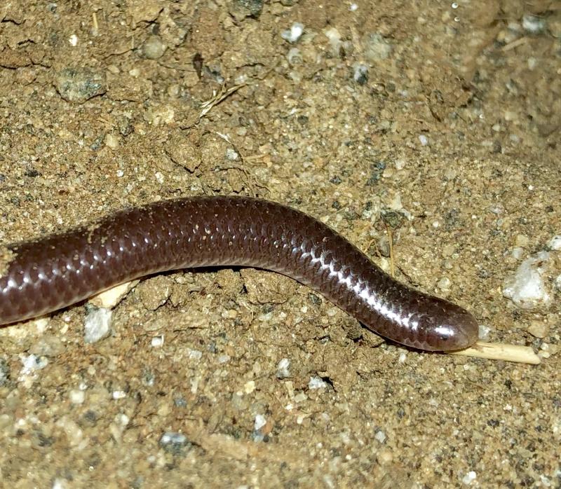 SouthWestern Threadsnake (Leptotyphlops humilis humilis)