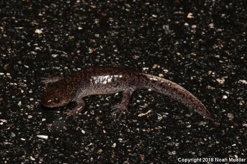 Mole Salamander (Ambystoma talpoideum)