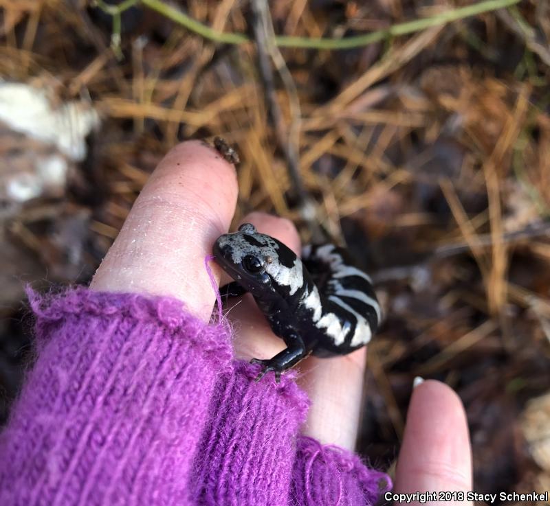Marbled Salamander (Ambystoma opacum)