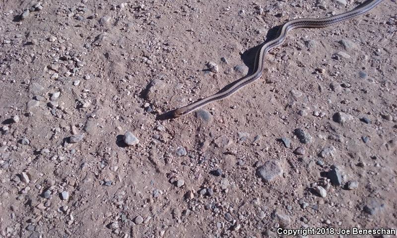 Desert Patch-nosed Snake (Salvadora hexalepis hexalepis)