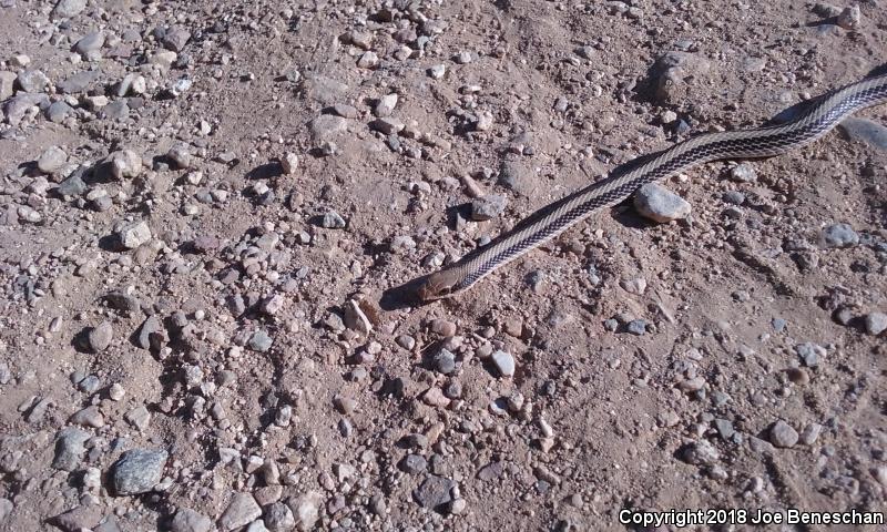 Desert Patch-nosed Snake (Salvadora hexalepis hexalepis)