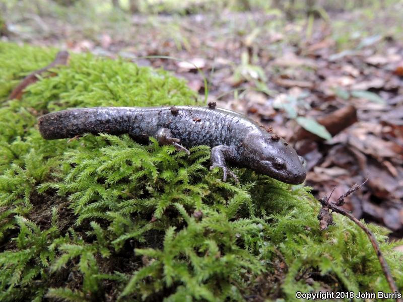 Mole Salamander (Ambystoma talpoideum)