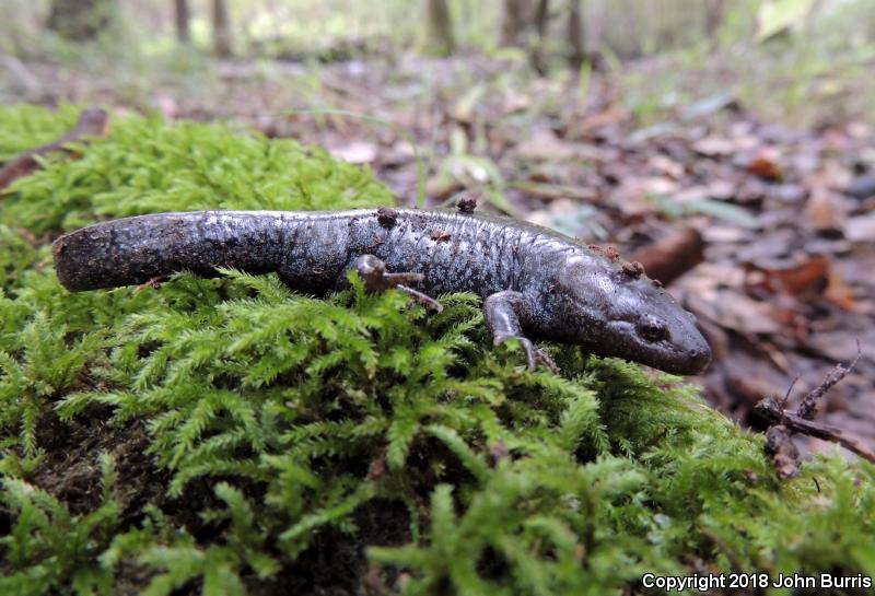 Mole Salamander (Ambystoma talpoideum)