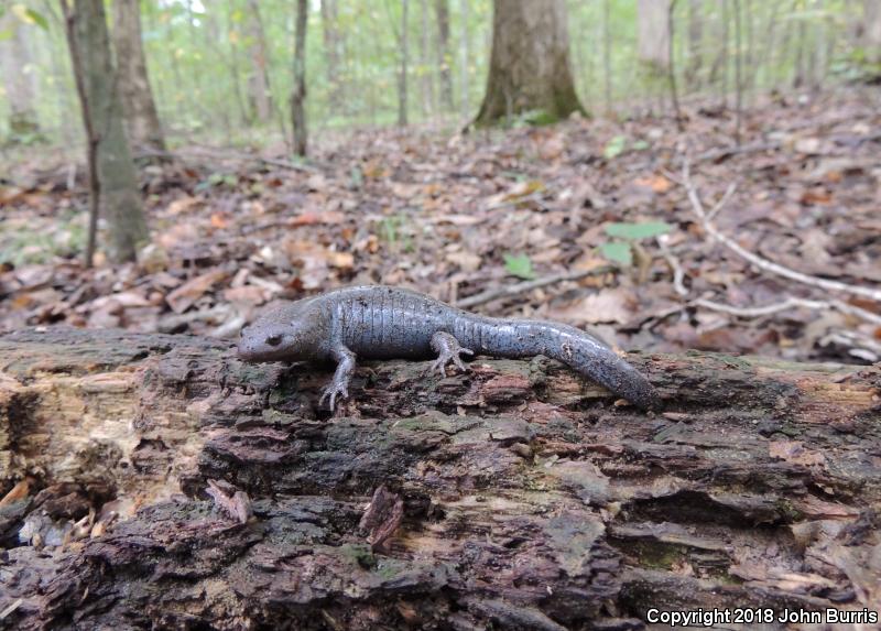 Mole Salamander (Ambystoma talpoideum)