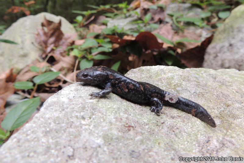 Mole Salamander (Ambystoma talpoideum)