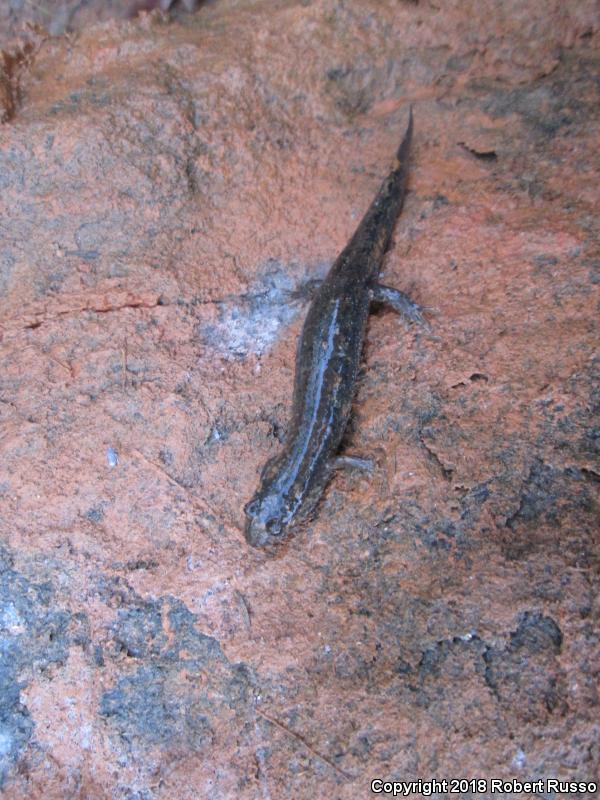 Blue Ridge Dusky Salamander (Desmognathus orestes)