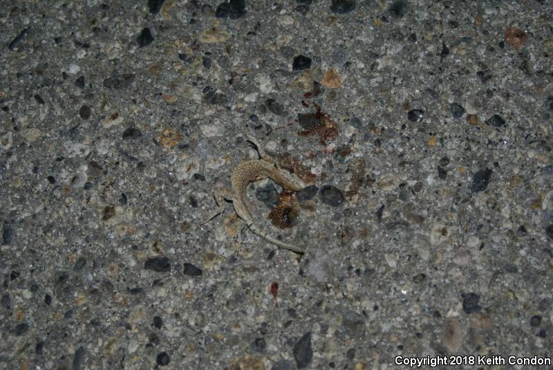 Nevada Side-blotched Lizard (Uta stansburiana nevadensis)