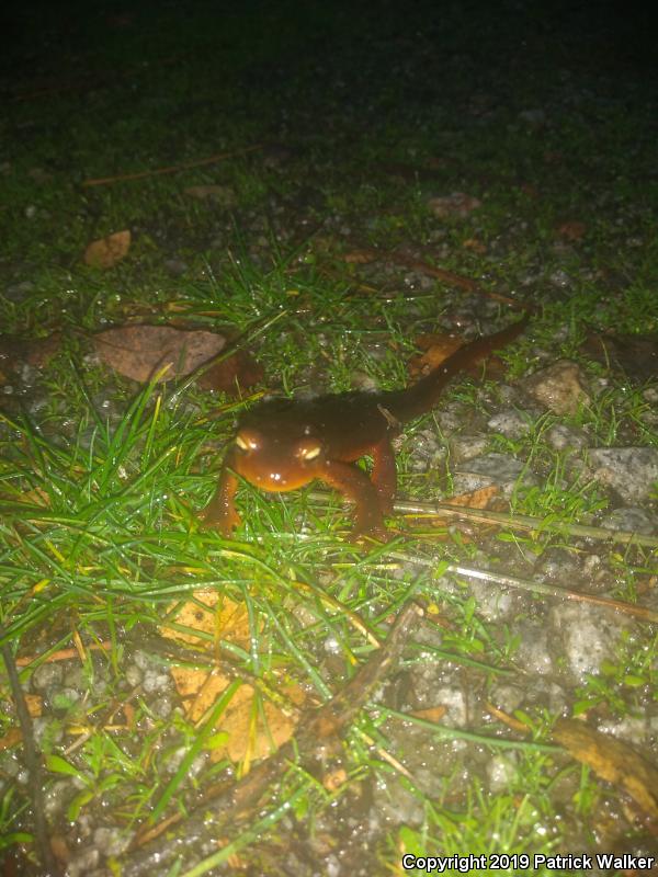 Sierra Newt (Taricha torosa sierrae)