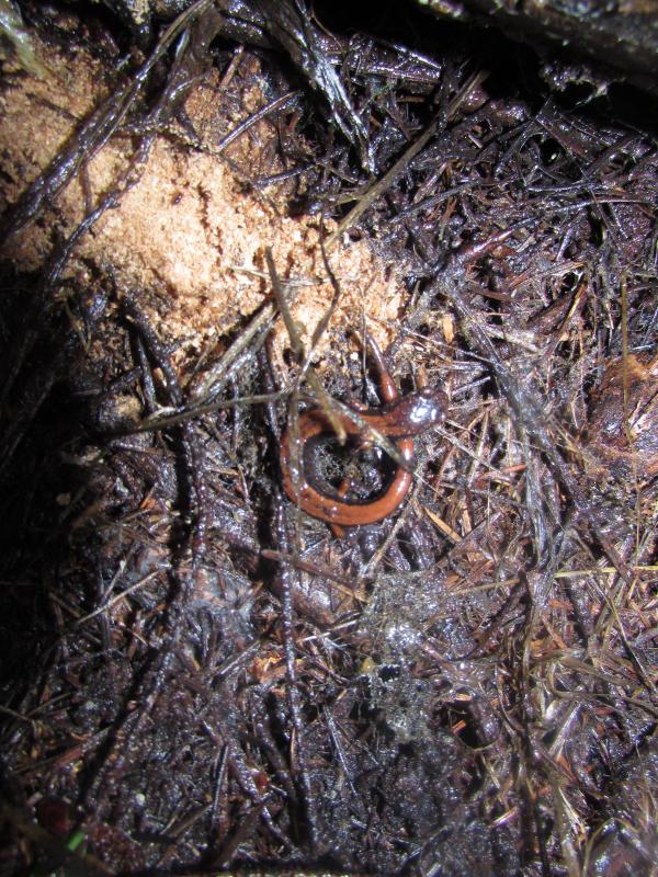 Western Red-backed Salamander (Plethodon vehiculum)