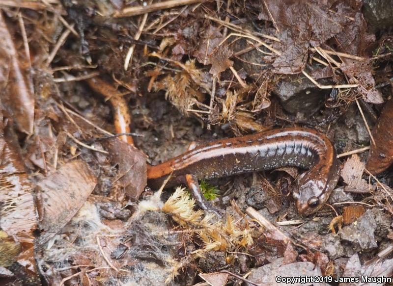 Western Red-backed Salamander (Plethodon vehiculum)