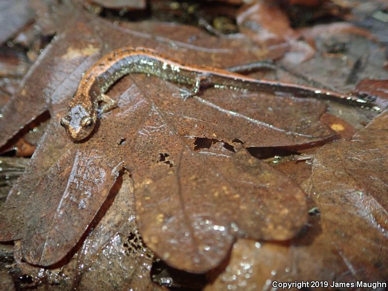 Western Red-backed Salamander (Plethodon vehiculum)