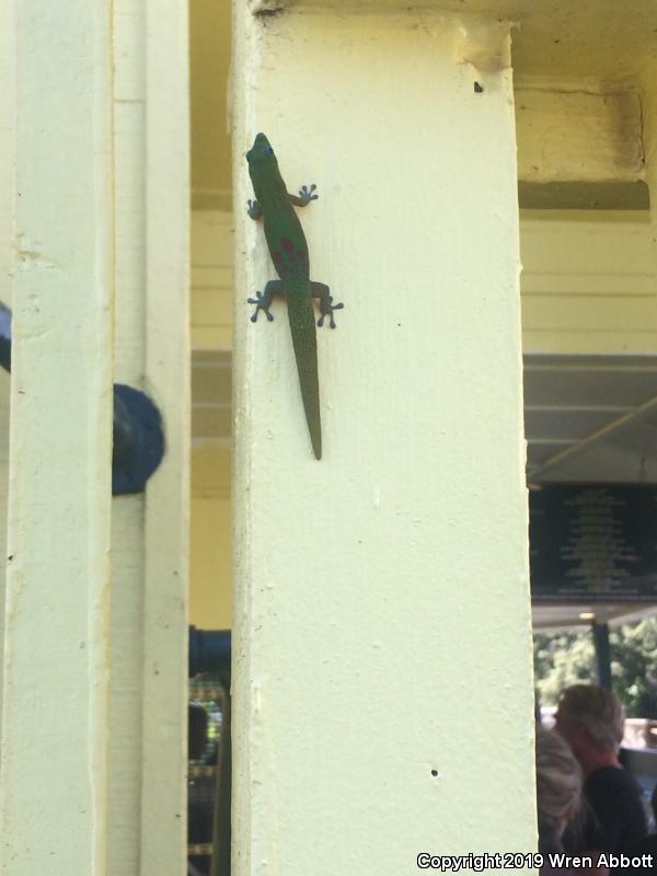 Gold Dust Day Gecko (Phelsuma laticauda)