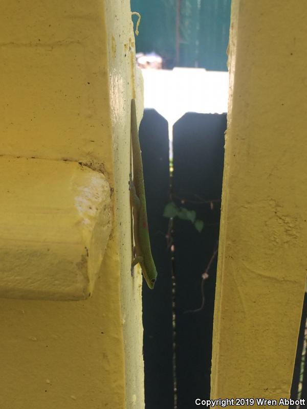 Gold Dust Day Gecko (Phelsuma laticauda)