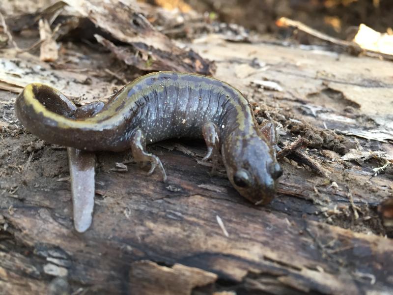 Western Long-toed Salamander (Ambystoma macrodactylum macrodactylum)