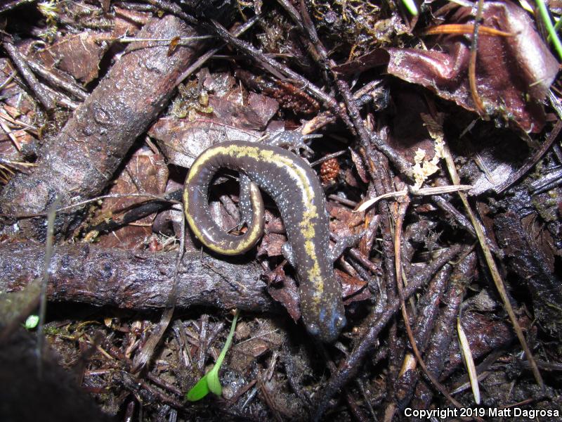 Western Long-toed Salamander (Ambystoma macrodactylum macrodactylum)