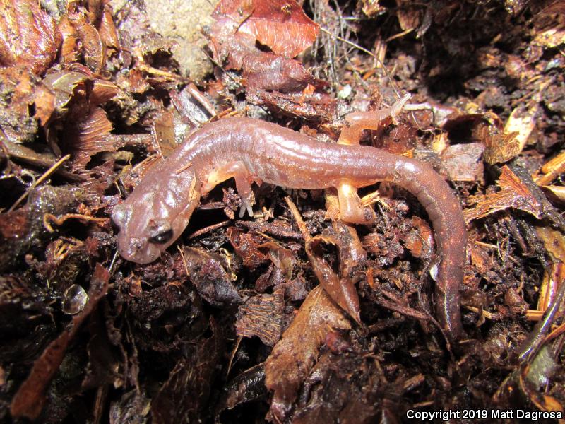 Oregon Ensatina (Ensatina eschscholtzii oregonensis)