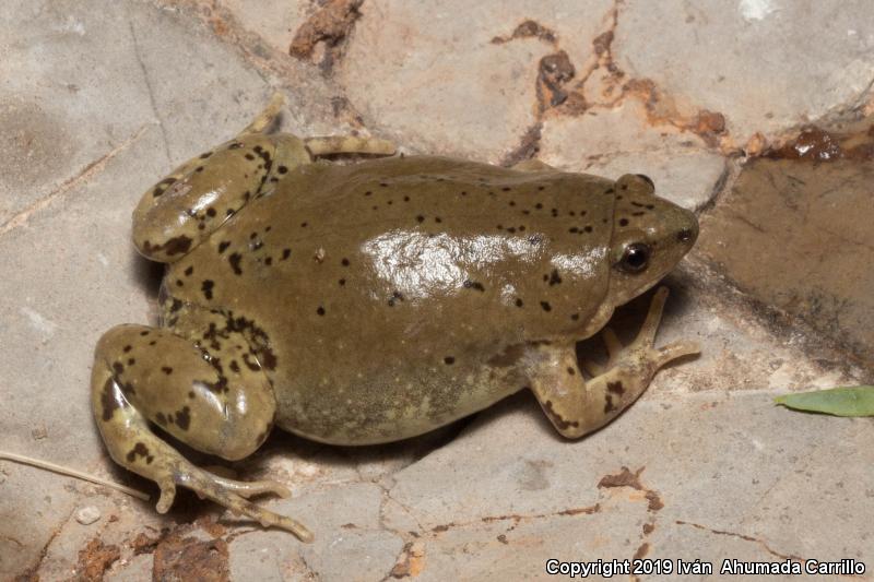 Western Narrow-mouthed Toad (Gastrophryne olivacea)