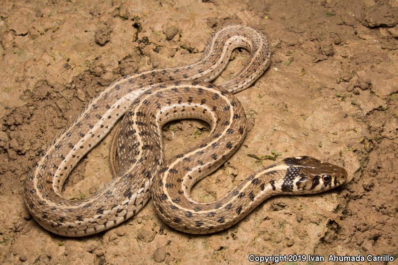 Checkered Gartersnake (Thamnophis marcianus)