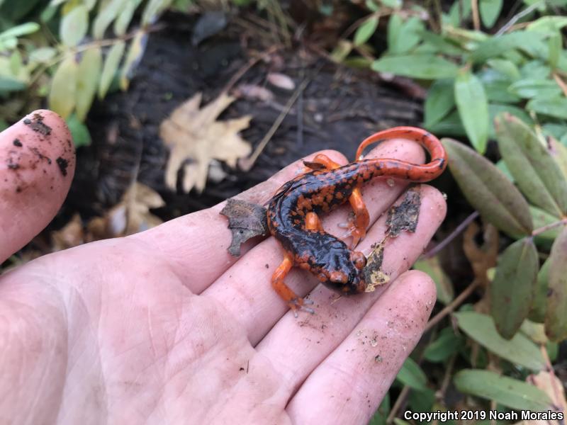 Sierra Nevada Ensatina (Ensatina eschscholtzii platensis)