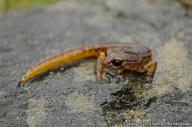 Painted Ensatina (Ensatina eschscholtzii picta)