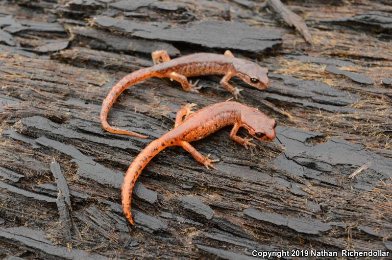 Painted Ensatina (Ensatina eschscholtzii picta)