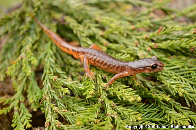 Painted Ensatina (Ensatina eschscholtzii picta)