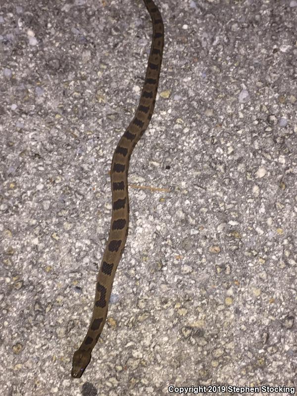 Brown Watersnake (Nerodia taxispilota)