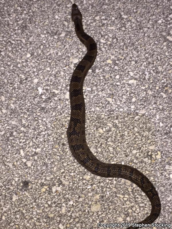 Brown Watersnake (Nerodia taxispilota)