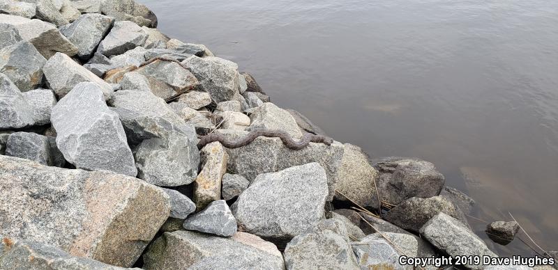 Brown Watersnake (Nerodia taxispilota)