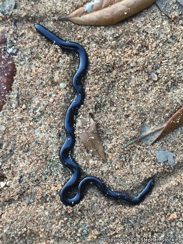 Brahminy Blindsnake (Ramphotyphlops braminus)