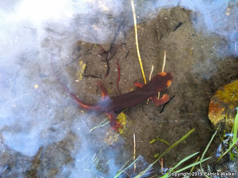 Sierra Newt (Taricha torosa sierrae)