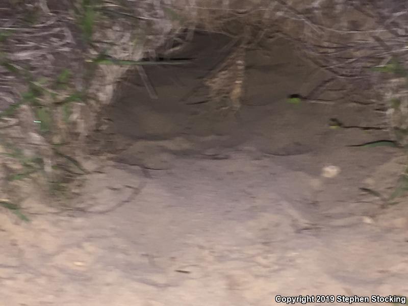 Gopher Tortoise (Gopherus polyphemus)