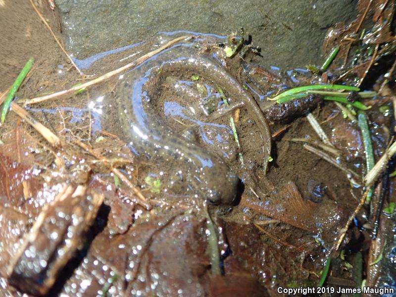 Cascade Torrent Salamander (Rhyacotriton cascadae)