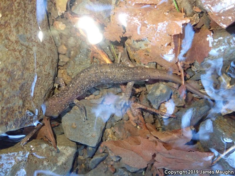 Cascade Torrent Salamander (Rhyacotriton cascadae)