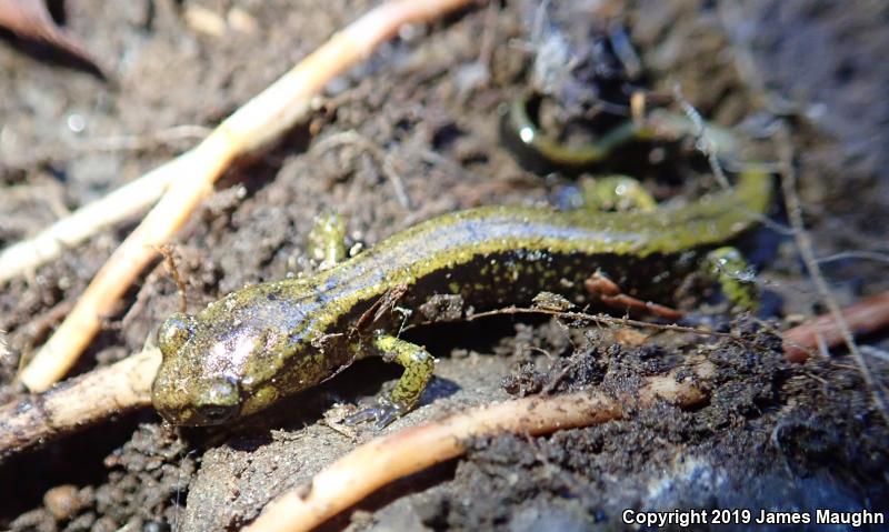 Dunn's Salamander (Plethodon dunni)