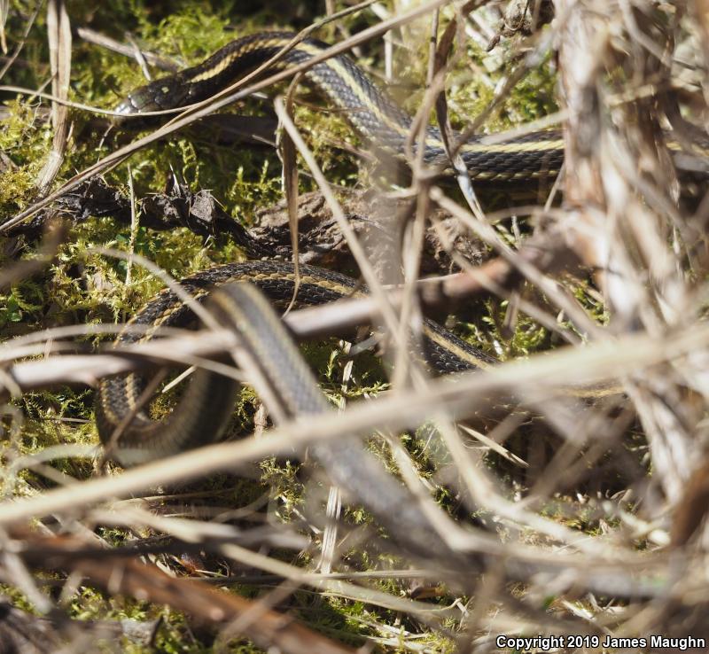 Northwestern Gartersnake (Thamnophis ordinoides)